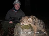 Jagd auf Goldschakal in Kroatien !