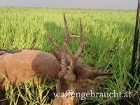 Rehbockjagd in Ungarn im Raum Budapest