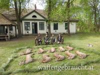 Rehbockjagd in Ungarn im Raum Budapest