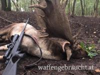 Rothirsch, Damhirschjagd und Muffelwidderjagd in Ungarn