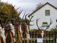 Rothirsch, Damhirsch jagd im wunderschönen Balaton-Hochland!