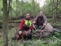 Rothirsch, Rehbock, Schwarzwild, Raubwild jagdmöglichkeit im monat September in Südungarn! 