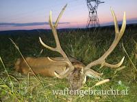 Rothirschjag und Damhirschjagd in Süd und Ostungarn für Pauschalpreis