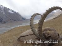 Steinbock Tadschikistan