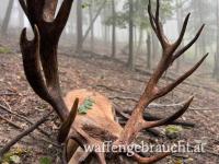 Rothirschjagd 2025 in einem Wildreservat (425 ha) in den kleinen Karpaten, nahe der Grenze zu Österreich.