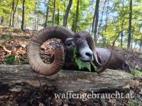 Muffeljagd 2025 in einem Wildreservat (425 ha) in den kleinen Karpaten, nahe der Grenze zu Österreich.