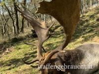 Damschauflerjagd 2025 in einem Wildreservat (425 ha) in den kleinen Karpaten, nahe der Grenze zu Österreich.