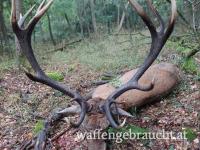 Rothirschjag und Damhirschjagd in Süd und Ostungarn für Pauschalpreis