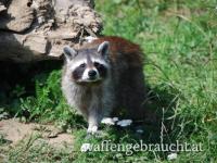 Waschbär in Norddeutschland