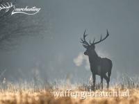 ABSCHUßHIRSCH JAGD IN SÜDWESTUNGARN