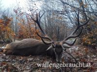 Rothirschjagd 2025 in einem Wildreservat (425 ha) in den kleinen Karpaten, nahe der Grenze zu Österreich.