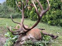 Rot und Damhirschjagd in Ungarn