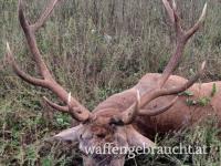 Rot und Damhirschjagd in Ungarn