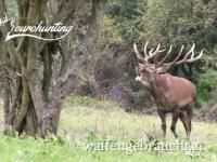 Rothirschjagd in Westungarn