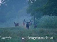 Rothirschjagd in Süd-Westungarn mit gratis Jagdmöglichkeit