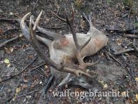 Rot und Damhirschjagd in Ungarn