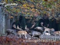 Damhirschjagd in Brunftzeit in Süd-Ostungarn