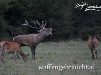 Rothirschjagd in Westungarn im Jagdgatter mit Rabatt